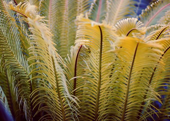 Young palm branches
