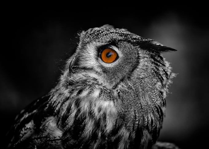 colour pop owl eye
