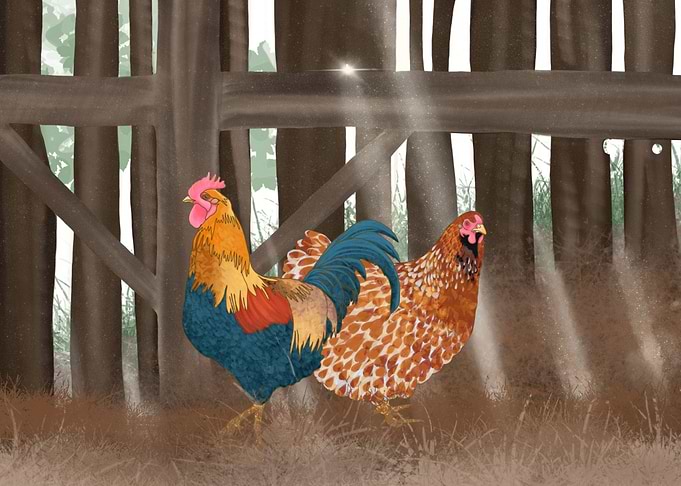 Rooster and Hen