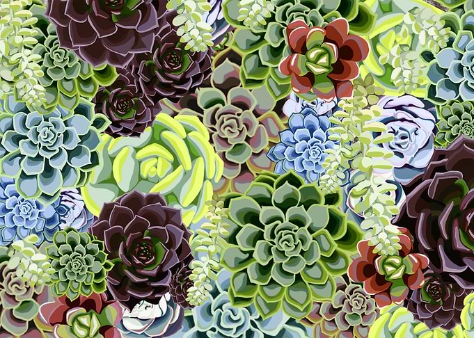 Succulent Love