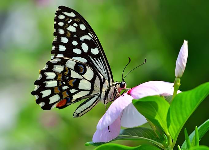 Butterfly4