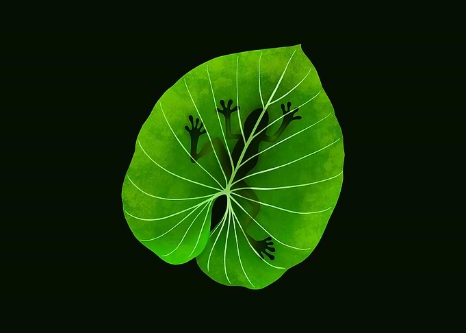 Tropical Frog on a Leaf