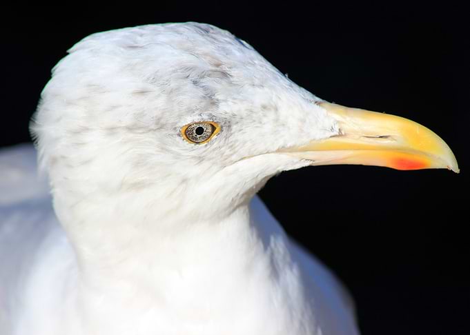Seagull