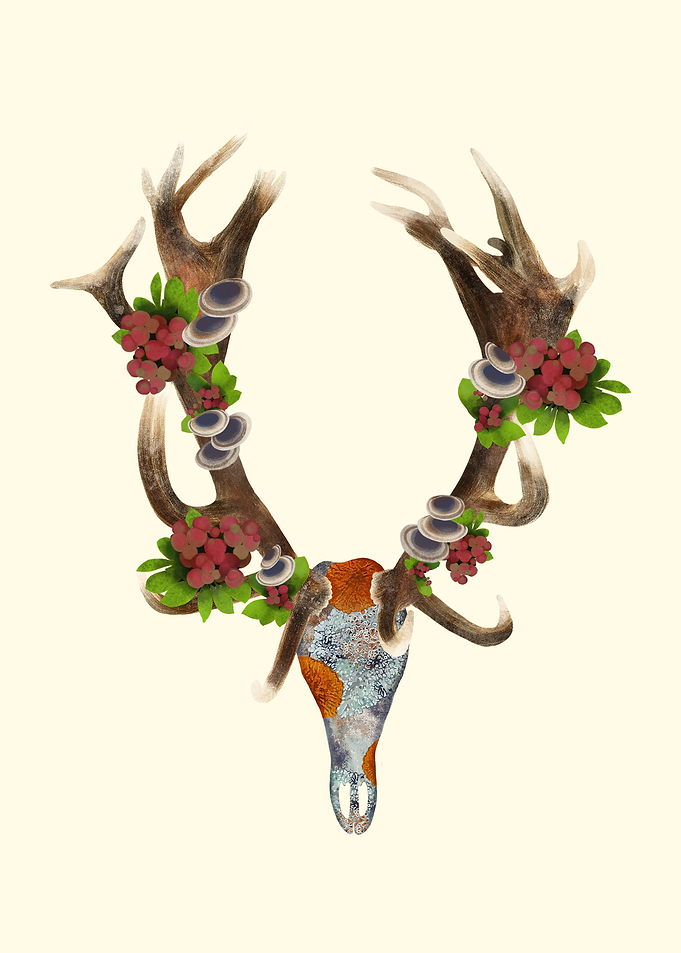 Lichen Red Deer Skull