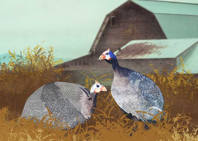 Guinea Hens