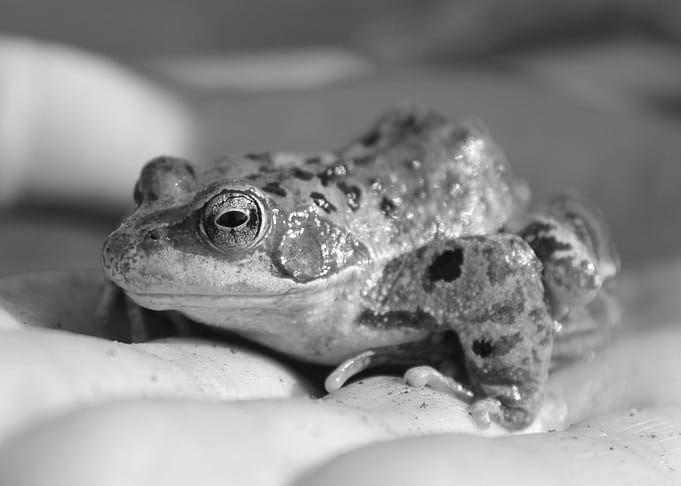 Frog