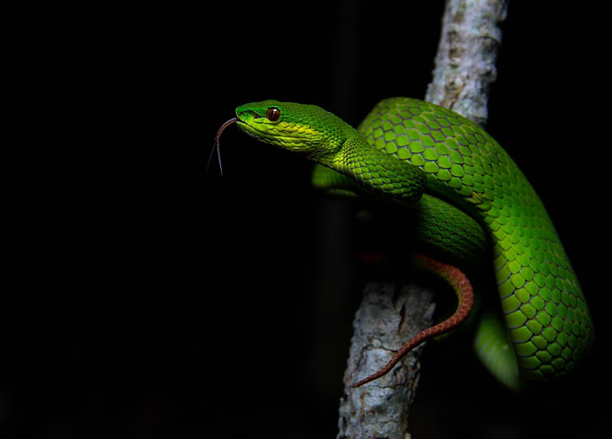 The Green Serpent