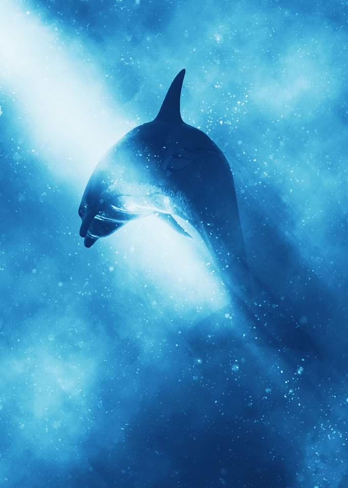 Dolphin Art Decor No1