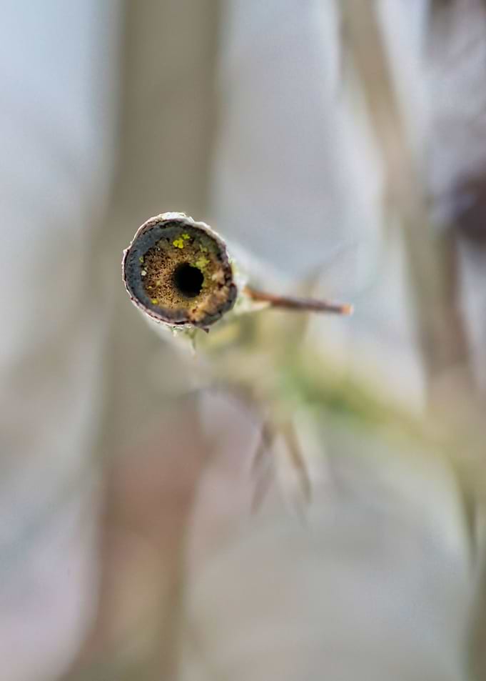 Rose Thorns 6