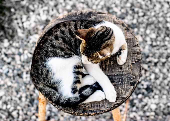 kitten sleep