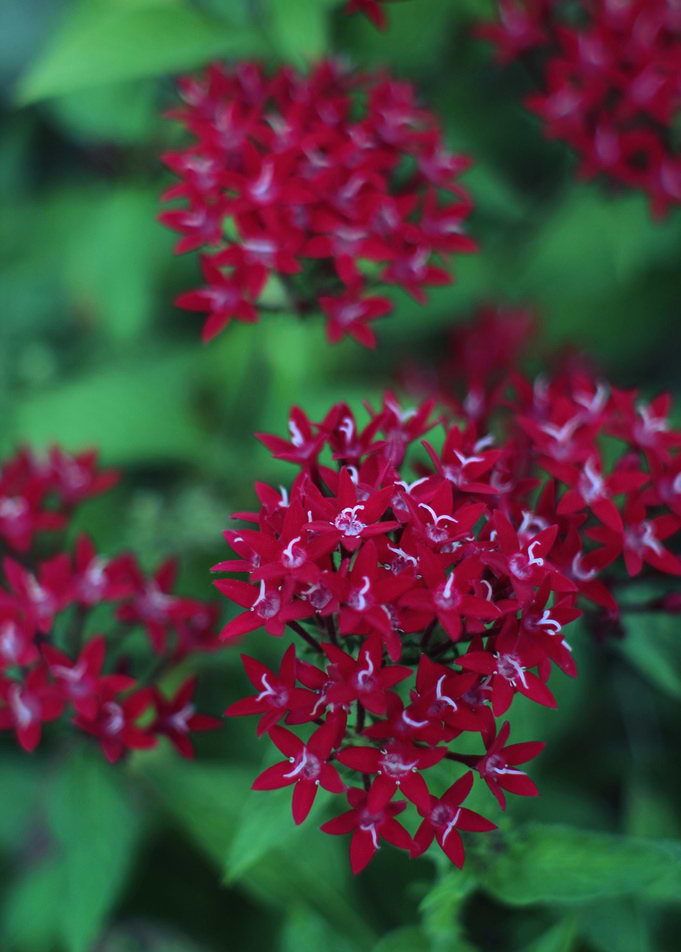Red flowers