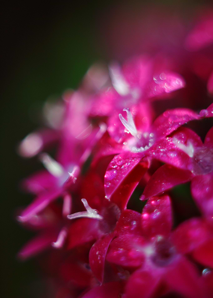 Flowers, super macro