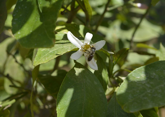 A bee into a flower