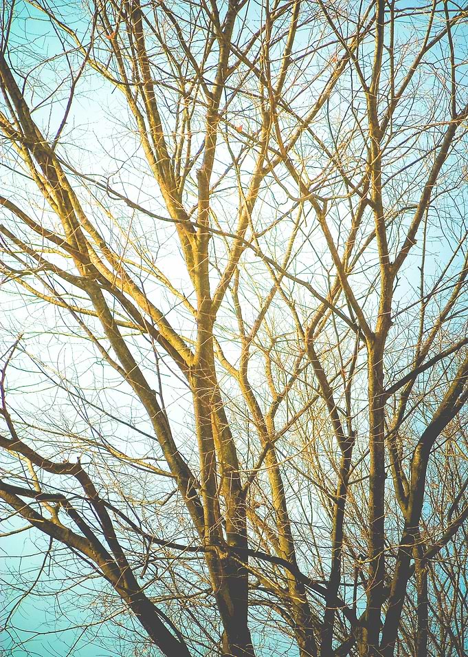 dry tree in winter time