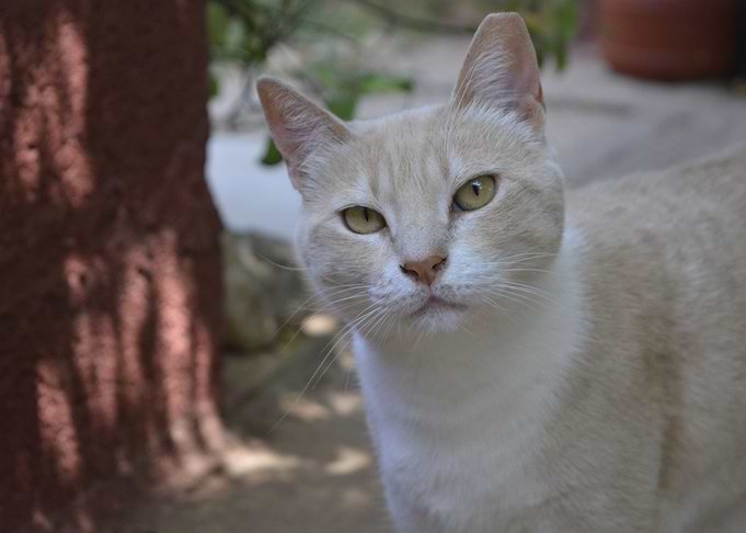 Cat portrait
