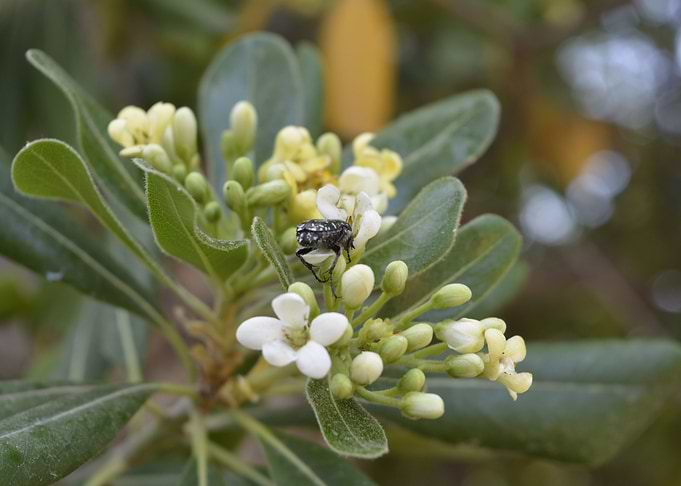 Bee extract nectar