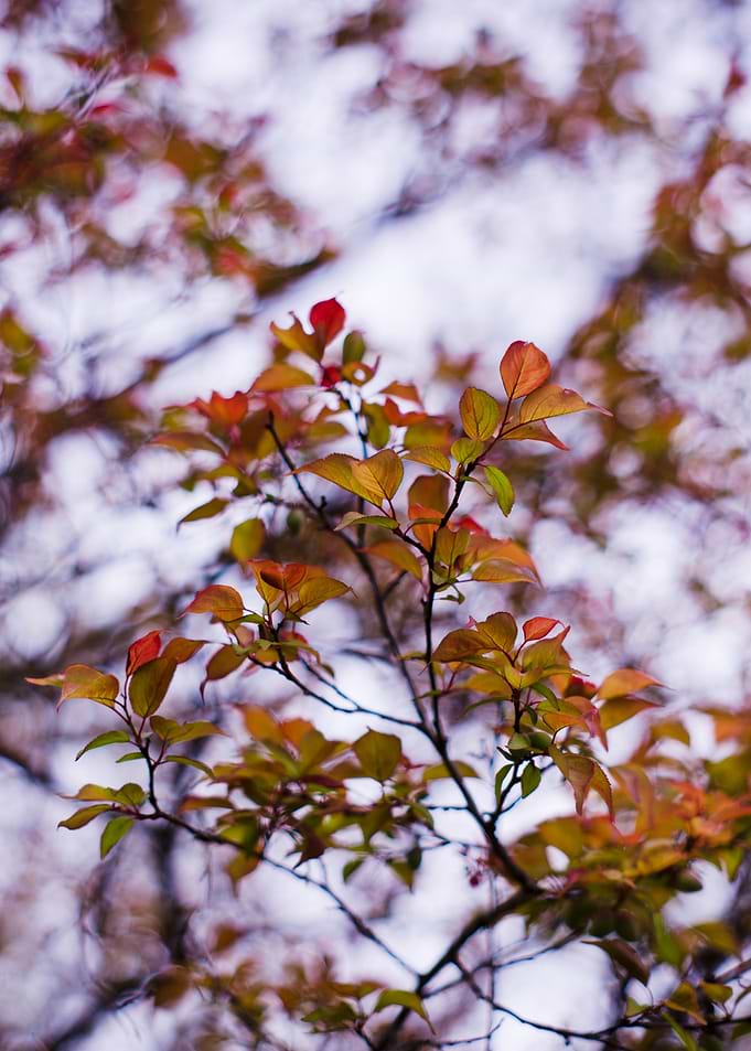 Leaves and bokeh