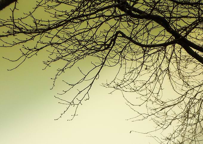 dry tree in winter time
