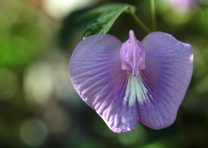 Centrosema flower
