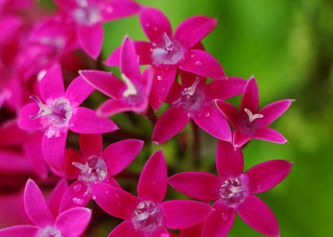 Pentas lanceolata,