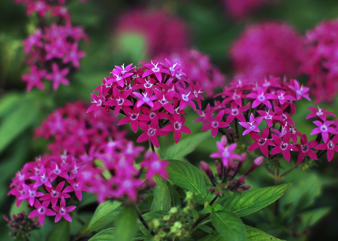 Pentas lanceolata