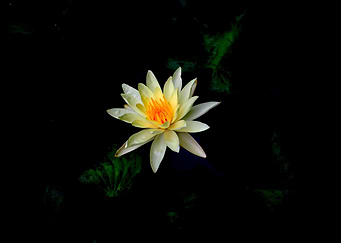 Lily Lotus