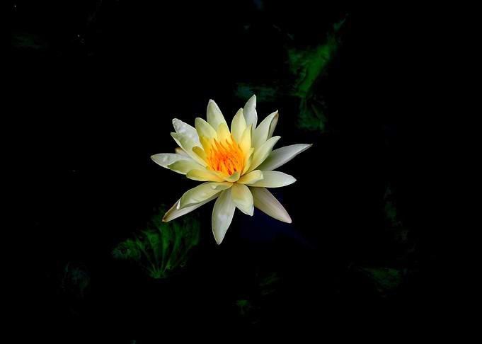 Lily Lotus