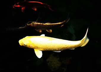 koi