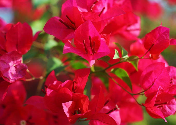 Bougainvillea