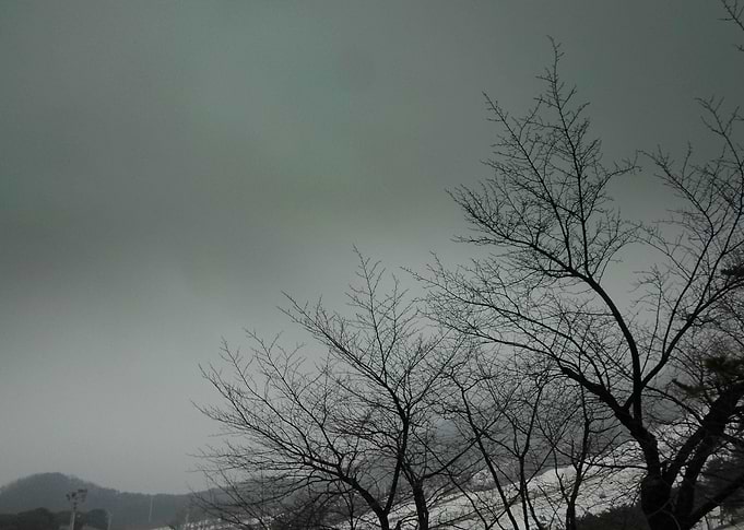 dry tree on snowing winter