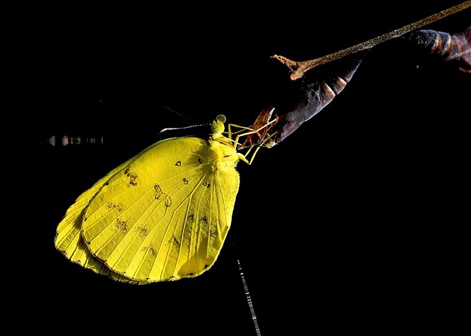 Butterfly5