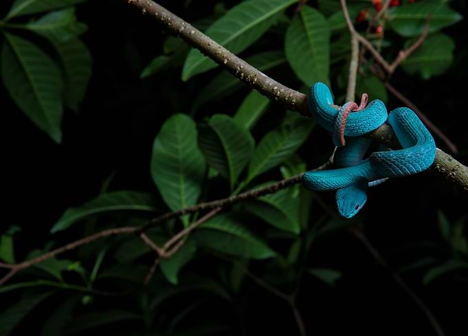 The Blue Serpent