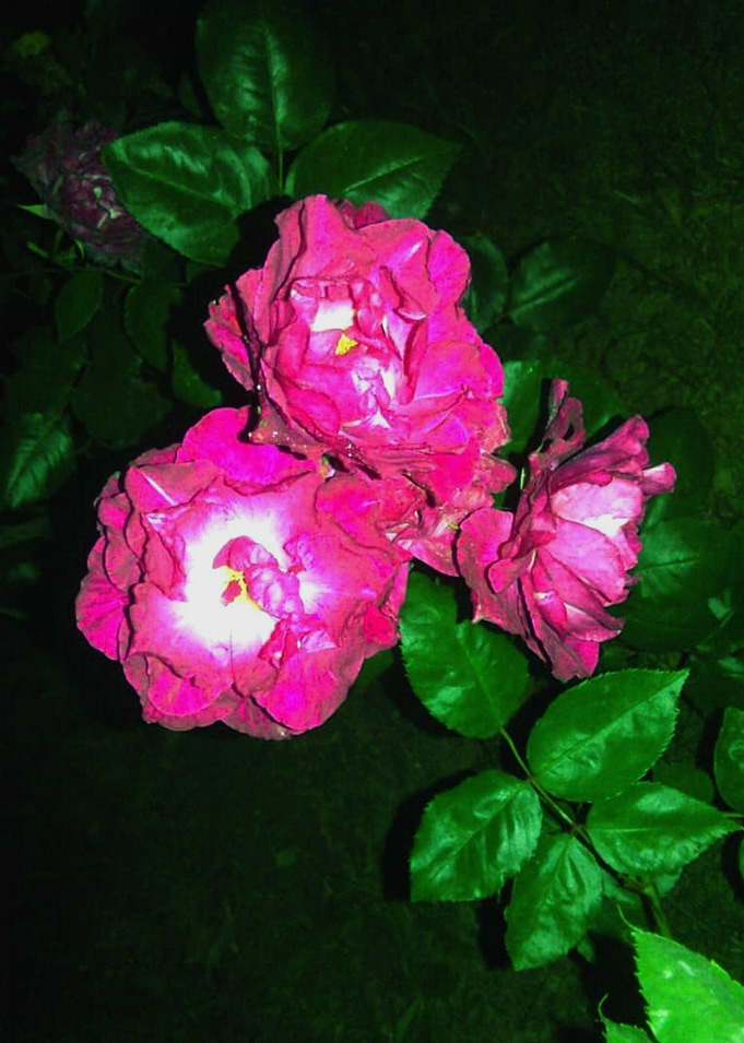 Garden Flowers I