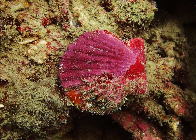 An ageing shell