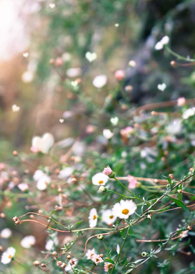Wild Flowers's Hearts