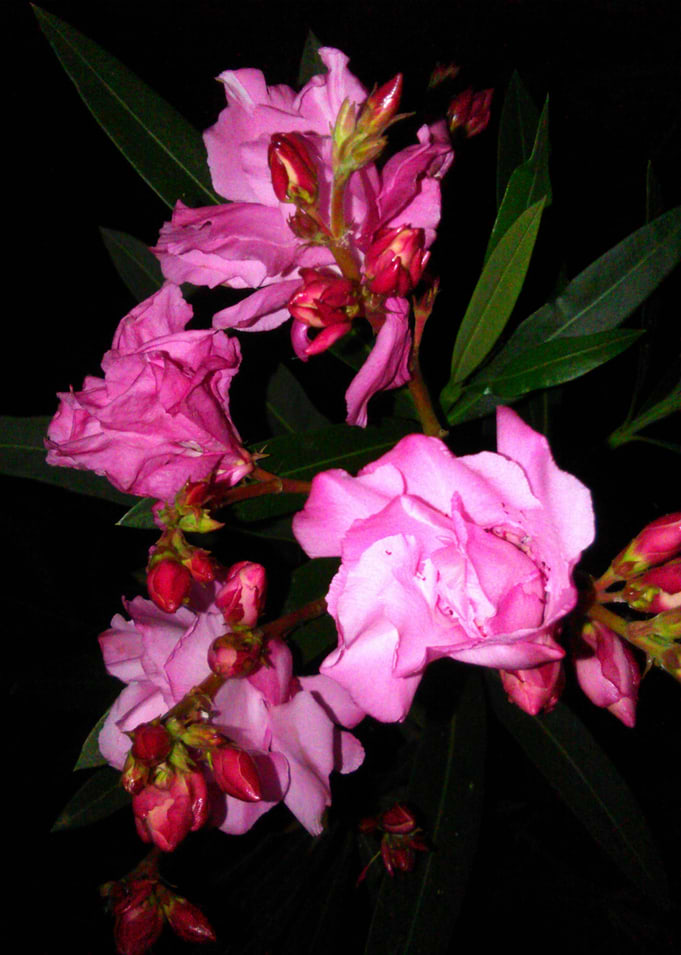 Garden Flowers II