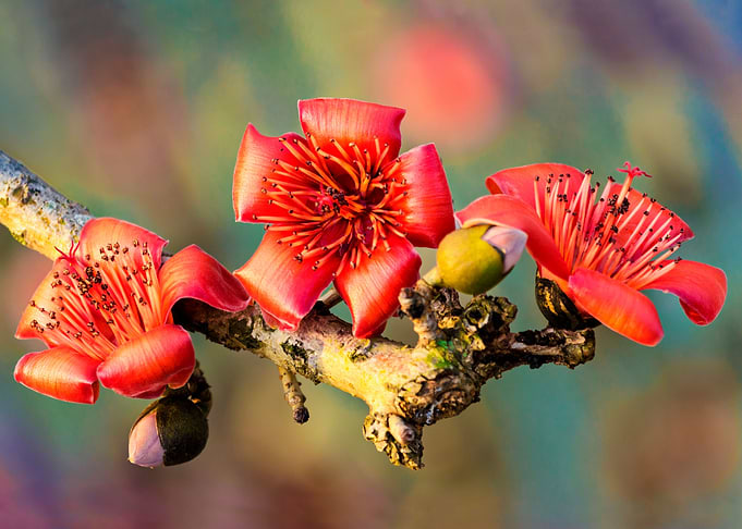 Bombax flowers