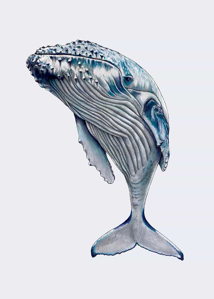 WHALE, WHALE, WHALE...