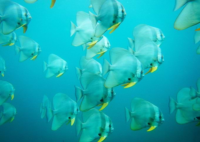 Huge Batfish school