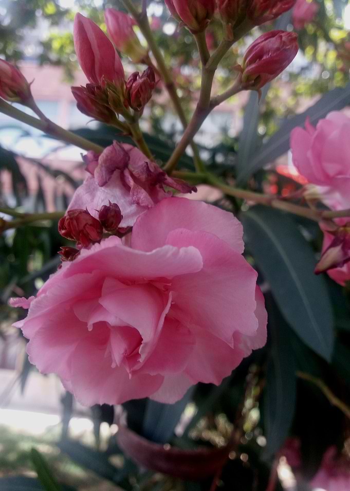 Garden Flowers V