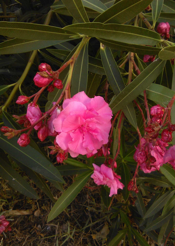 Garden Flowers III