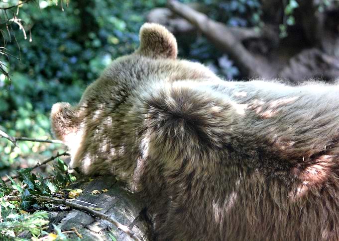 Bear sleeping