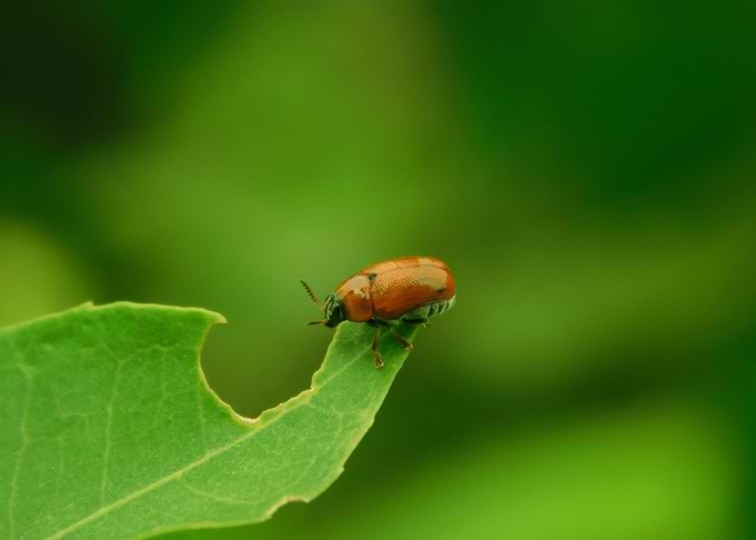 Leafcutter