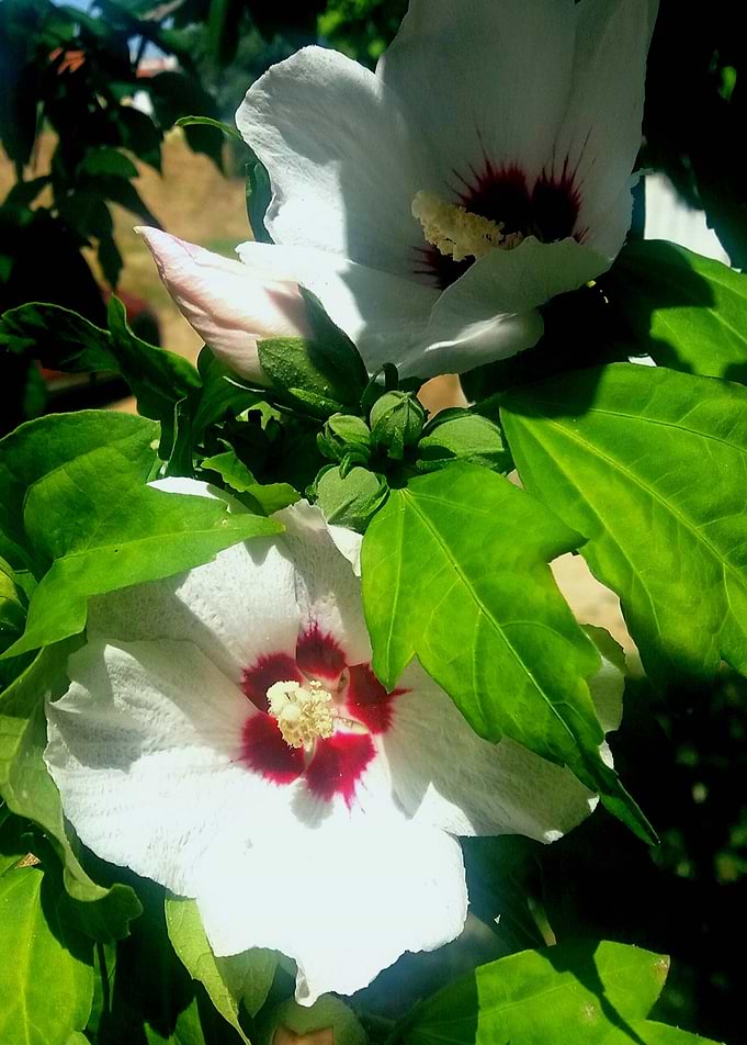 Garden Flowers VI