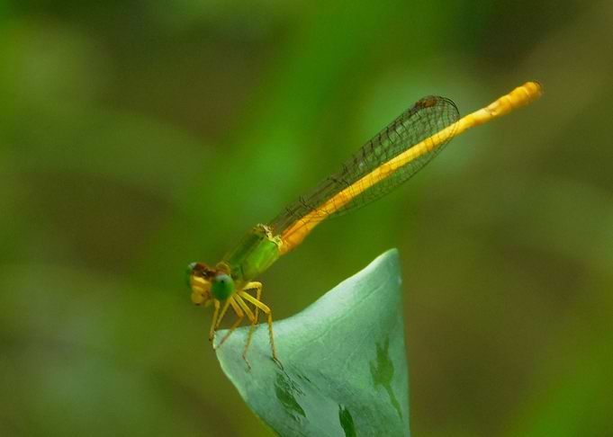 damselfly