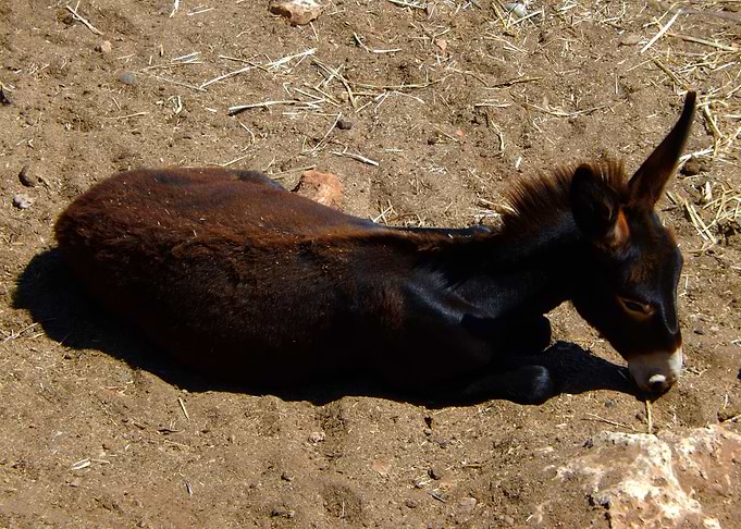 Baby Donkey