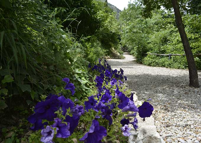 A path to Petunia