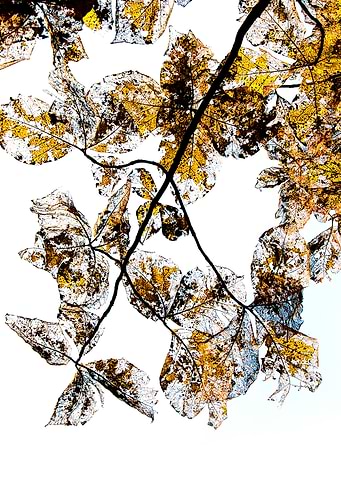 Leaves