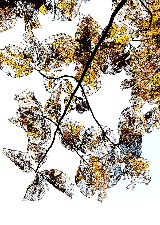 Leaves
