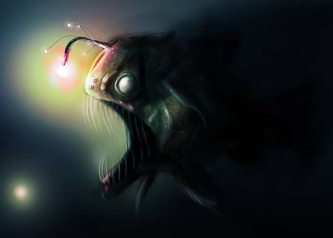 Anglerfish